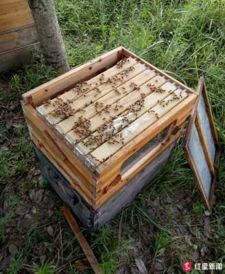 一箱蜜蜂一年能取多少蜂蜜_一箱子蜜蜂一年能产多少蜂蜜