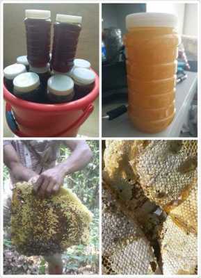 野蜂蜜一年产蜜多少（一般野蜂蜜多少钱一斤）
