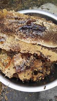 野蜂蜜一年产蜜多少（一般野蜂蜜多少钱一斤）