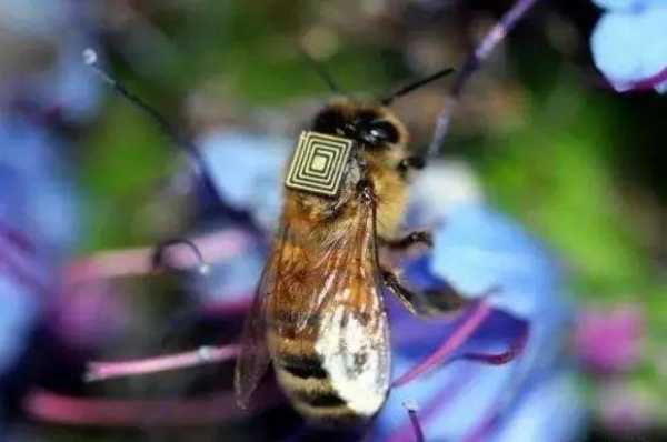 什么仪器能找到蜜蜂