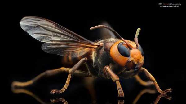 胡蜂有多少品种-胡蜂多少种类