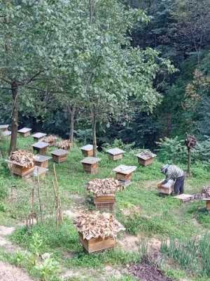 土蜂的养殖地怎么选_土蜂养植
