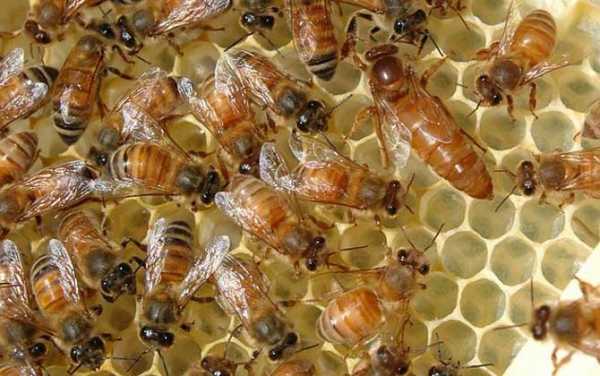 如何蜜蜂蜂王引出来 用自己的蜂王怎么引蜜蜂