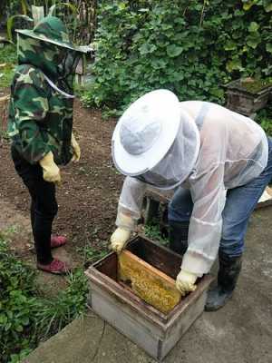 怎么取密蜂-蜜蜂怎么取蜜土取