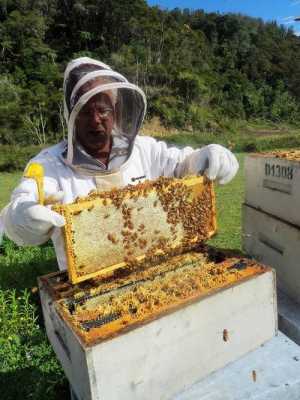 人工从蜂巢怎么取蜂蜜_人工从蜂巢怎么取蜂蜜的