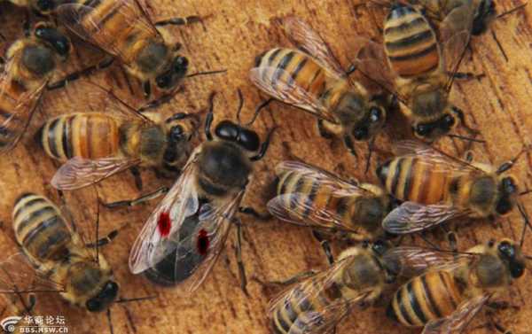 一群蜜蜂多少雄蜂合适_一群蜜蜂有多少只雄蜂