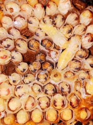 蜂蛹含蛋白多少钱一克-蜂蛹含蛋白多少钱