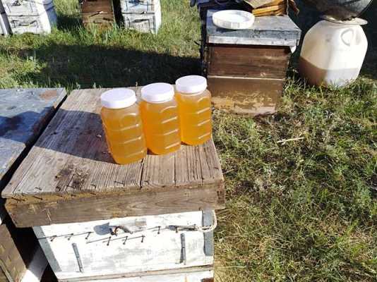 一箱意蜂一年产多少蜂蜜 意蜂一箱能脱粉多少