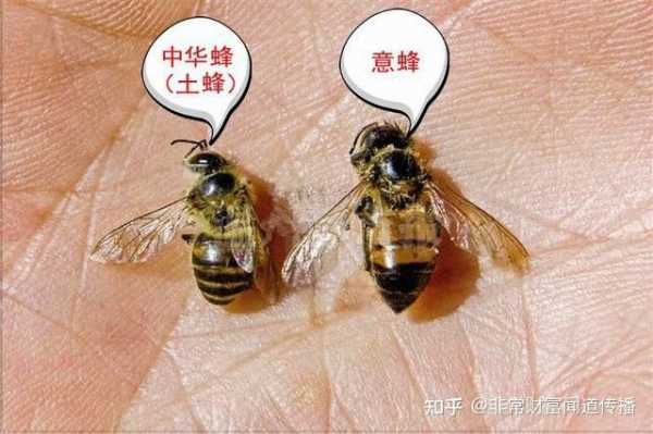 蜜蜂都产什么