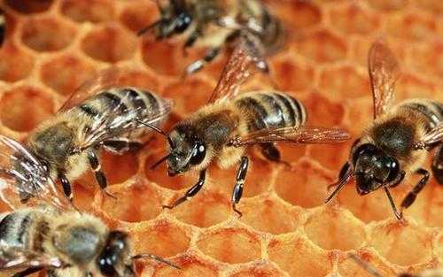 蜜蜂最适应温度是多少,蜜蜂最适应温度是多少摄氏度 