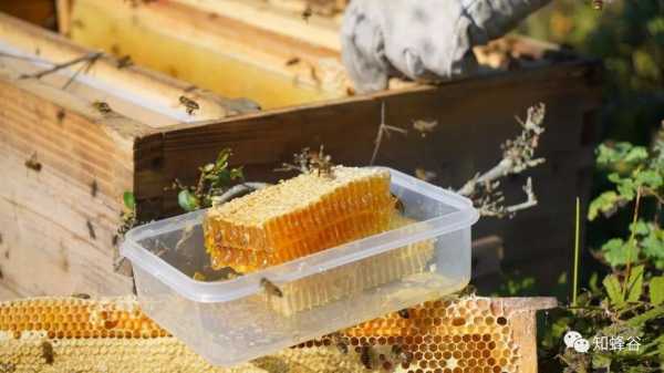 蜜蜂怎么吃好吃-蜜蜂的蜜怎么吃营养高