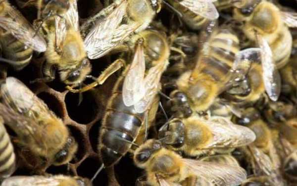  蜜峰黑蜂子多怎么处理「蜜蜂中的黑蜂过多要怎样处理」
