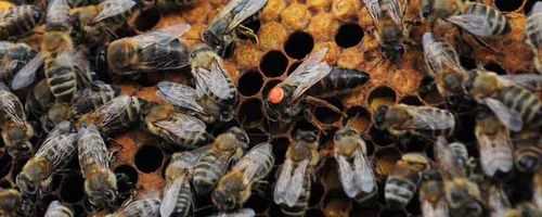  蜜峰黑蜂子多怎么处理「蜜蜂中的黑蜂过多要怎样处理」