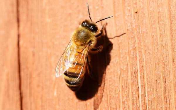 中蜂怎么会坑螨会坑病