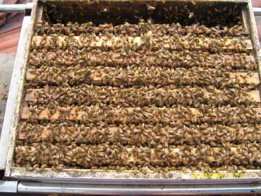 养蜂怎么制作方法,想养蜂从这些基础做起 