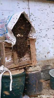 诱到蜜蜂以后怎么办_诱引蜜蜂办法