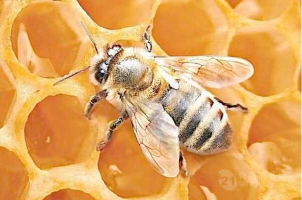 蜜蜂没有蜜是怎么回事