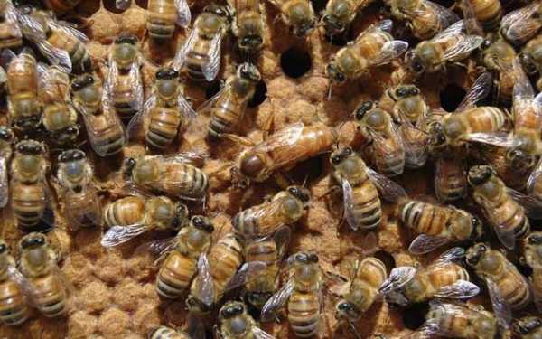 蜜蜂黑蜂是怎么回事（蜜蜂黑蜂病是什么样子）