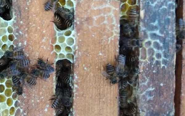 蜜蜂黑蜂是怎么回事（蜜蜂黑蜂病是什么样子）