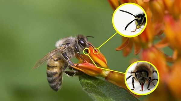 蜜蜂是怎么变出来的