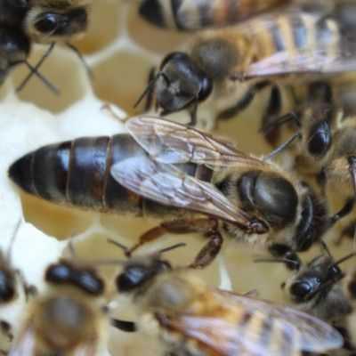 大黑蜂的蜂王图片 大黑蜂养殖下年蜂王怎么留