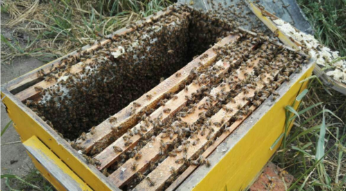 野生蜂后怎么收,野外收回来的蜂怎么过箱 