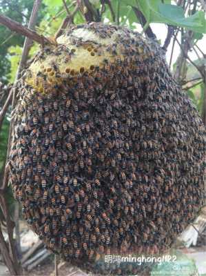云南小挂蜂怎么养殖 云南挂蜂什么蜂种