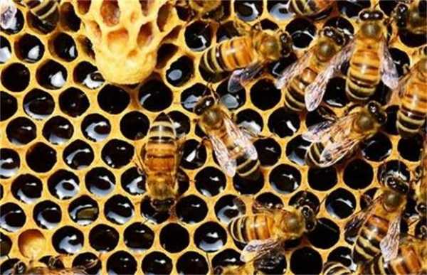 蜜蜂喂糖技巧 蜜蜂喂糖怎么鉴别