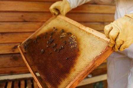 家里有蜂窝怎么掏蜂蜜
