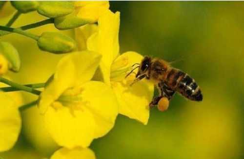 冬季花粉怎么喂蜜蜂,花粉末怎么喂蜜蜂 