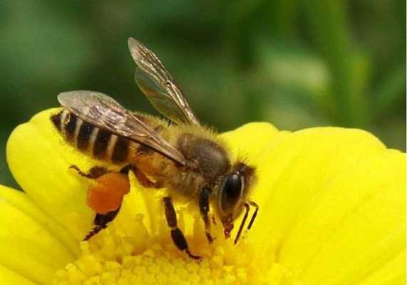  蜜蜂能得了多少高温「蜜蜂能承受的最高温度」