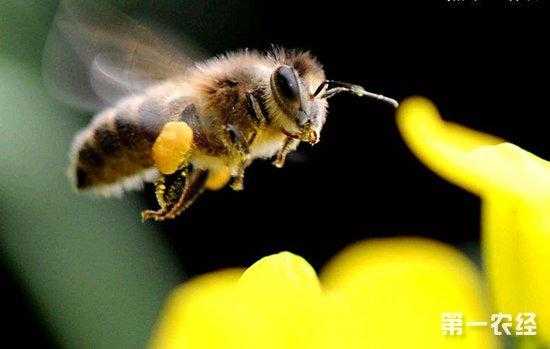  蜜蜂能得了多少高温「蜜蜂能承受的最高温度」