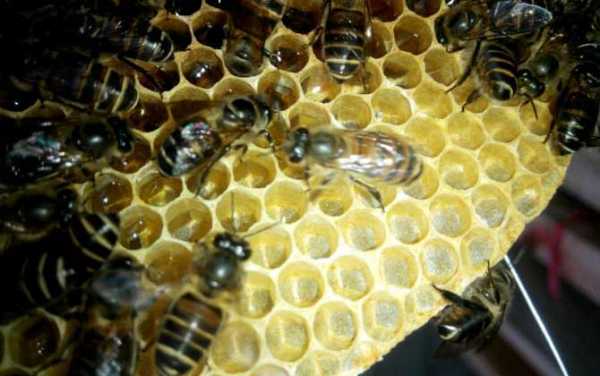 怎么能让蜜蜂快速造脾子 怎么能让蜜蜂快速造脾
