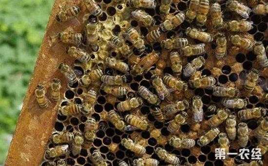 蜜蜂黄曲霉病怎么治疗