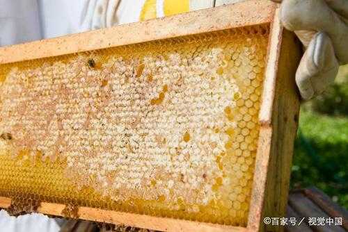 一箱中蜂一年能产多少蜂蜜-中蜂一箱可产多少蜜
