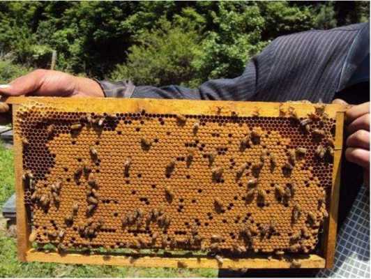 一箱中蜂一年能产多少蜂蜜-中蜂一箱可产多少蜜