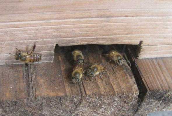  蜜蜂秋天巢门怎么打开合适「蜜蜂入秋怎样管理」