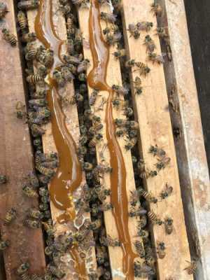 意蜂春繁喂什么花粉繁蜂快-什么花粉繁殖意蜂最好