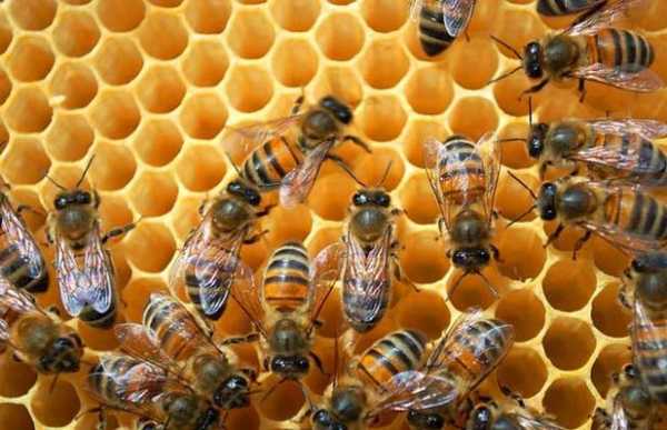蜜蜂怎么养养活,蜜蜂要怎样养 
