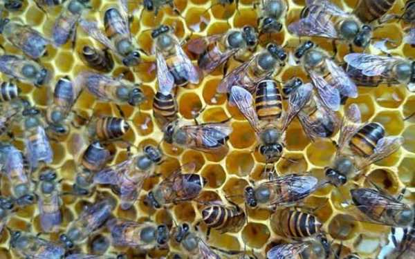 一只蜜蜂一年产多少蜜-蜜蜂每月能产多少蜜