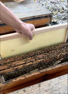 蜂巢怎么取蜜