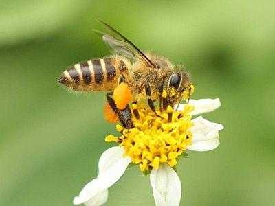 蜜蜂一天能采多少蜂蜜-密蜂一天能采多少蜜