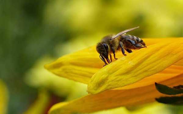 蜜蜂一天能采多少蜂蜜-密蜂一天能采多少蜜