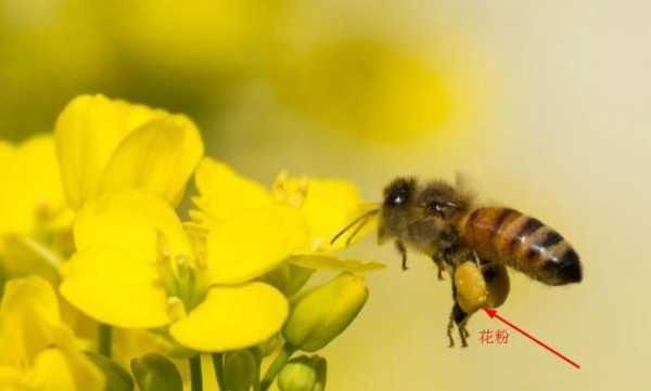 花粉是人工采集的好还是蜜蜂采集的好
