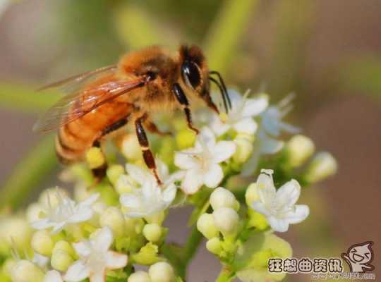 蜜蜂一般采多少的蜜_蜜蜂一次采蜜多少