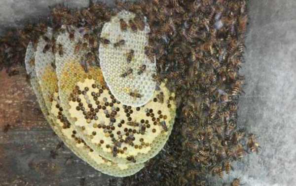 气温多少度中蜂可以繁殖_气温多少度中蜂可以繁殖呢