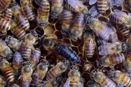 气温多少度中蜂可以繁殖_气温多少度中蜂可以繁殖呢