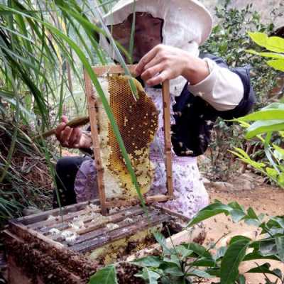 广西野生蜂蜜一窝有多少斤 广西野生蜂蜜市场价多少