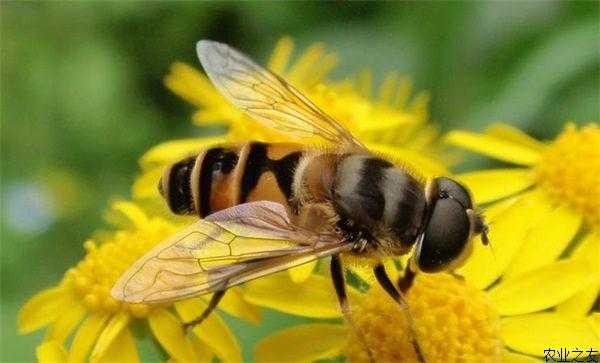  蜜蜂怎么避免农药「蜜蜂怎么避免农药残留」
