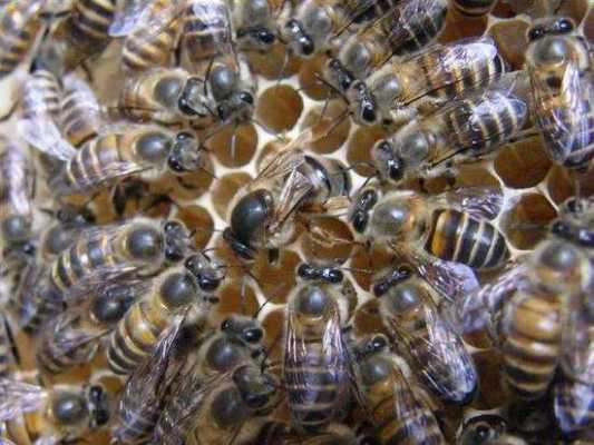 土蜂中蜂的区别 中蜂和土蜂的产糖多少